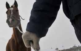 Забайкалец получил срок за убийство человека, воровство КРС и лошадей 