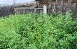 Житель Смоленки вырастил у себя в огороде 560 кустов конопли, ему грозит срок