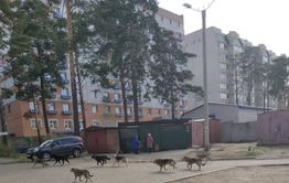 Жители Таежной и Кочеткова в Чите пожаловались на своры бездомных собак