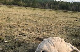 В Забайкалье медведь задрал косячного коня