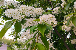 Цвела черемуха, о как она цвела!