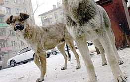 В Чите собак приравняли к врагам