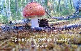 ​Три ведра грибов за пару часов в Чите — видеосюжет «Вечорки»