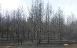 Лес погорел в Красночикойском районе