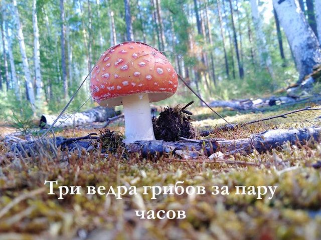 ​Три ведра грибов за пару часов в Чите — видеосюжет «Вечорки»