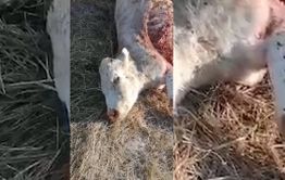 Волки лютуют в забайкальских степях (видео)