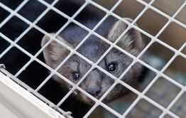 Соболь укусил мальчика в читинском зоопарке