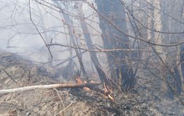 ​Пожар в Карымском районе грозит уничтожить березовую рощу