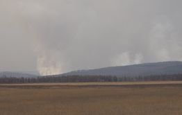 В районе Беклемишево продолжает гореть лес