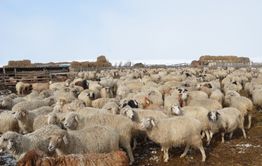 Овцеводческий монокомплекс появится в Могойтуйском районе