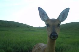 Забайкальский охотник целился в косулю, а попал в товарища