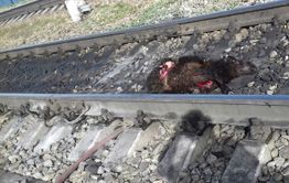 Бесхозных овец давят поезда в районе Зенитки