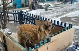Читинцы не против проживания двух собак во дворе дома в 1-ом микрорайоне
