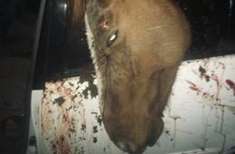 ​Машина врезалась в лошадь в Могойтуйском районе, водитель и пассажирка госпитализированы