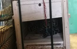 Котенок амурского леопарда поселился в читинском зоопарке