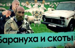 Барануха и скоты