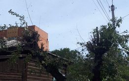 Энергосетевиков в Чите накажут за некачественную обрезку деревьев