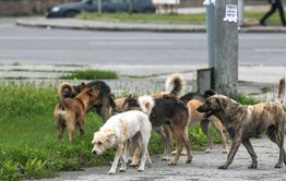 В Чите бродячая собака укусила девочку за лицо