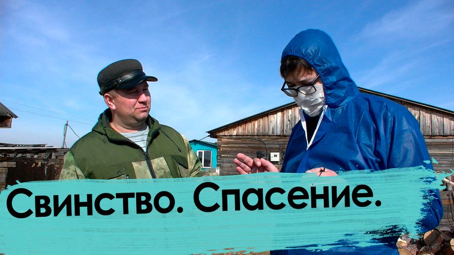 Свиной вопрос. Фермер ответил за все. Африканская чума бушует в Чите.