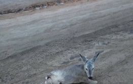 Жители Ивановки обнаружили раненую косулю на одной из улиц поселка
