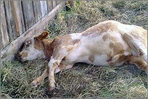 В Нерчинском районе коровы истекают кровью и массово дохнут
