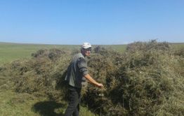 В Забайкалье солят не только грибы с огурцами, но и сено