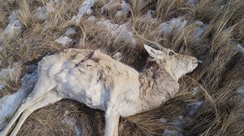 В Забайкальском районе гибнут дзерены