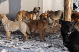 Отец девочки, которую съели собаки в Домне, дал показания 