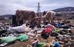 ​Коровы научились перерабатывать мусор в Вершино-Дарасунском