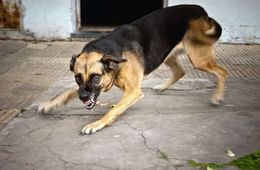 Чипированная бездомная собака укусила за нос 5-летнюю девочку в Борзе