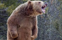 Мужчина находится в тяжелом состоянии после нападения медведя