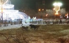 Клыкастое гетто: Очередное нападение собак на детей в Чите