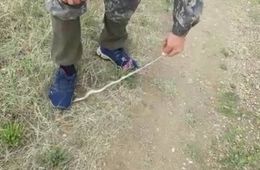 Корреспондент «Вечорки» повстречался с огромной гадюкой в степи (видео)