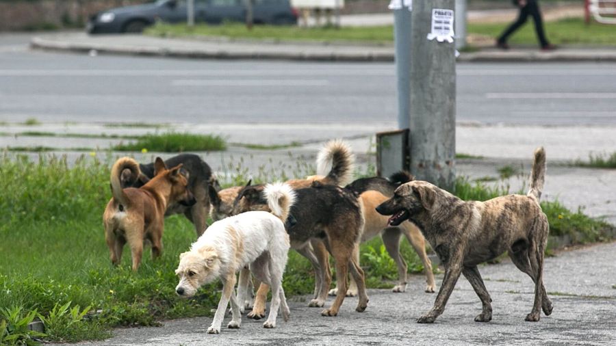 В Чите бродячая собака укусила девочку за лицо