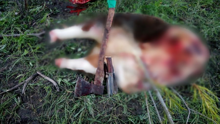 В Агинском районе задержаны две женщины-скотокрадки