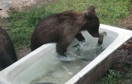 И вновь медведи — теперь под Сретенском