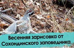 Весенняя зарисовка от Сохондинского заповедника