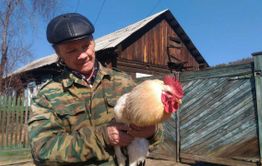 Ещё один петух от «Вечорки» нашел свою судьбу