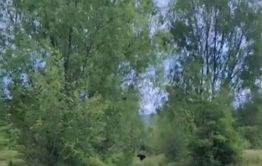 В Красночикойском районе сотрудник нацпарка испугал медведя и снял его на видео