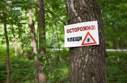 Клещи покусали почти 500 забайкальцев с начала эпидсезона
