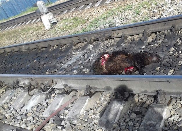 Бесхозных овец давят поезда в районе Зенитки