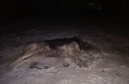Тело отравленной собаки нашли в одном из дворов Читы