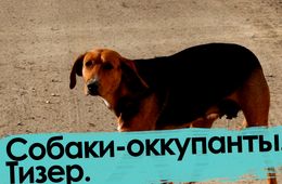 Собаки — оккупанты Читы. Тизер.