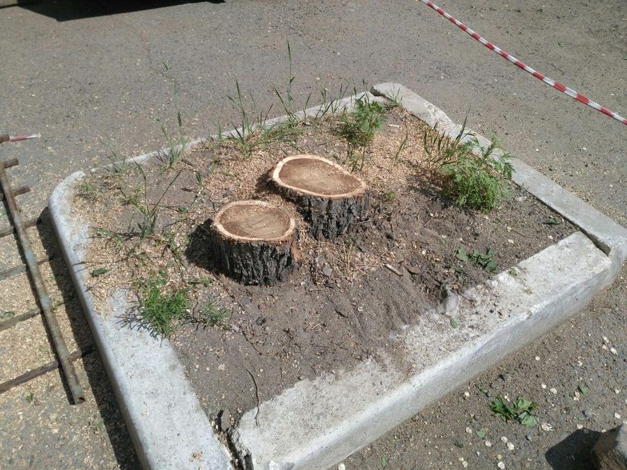 В Чите по улице Кастринская рубят тополя
