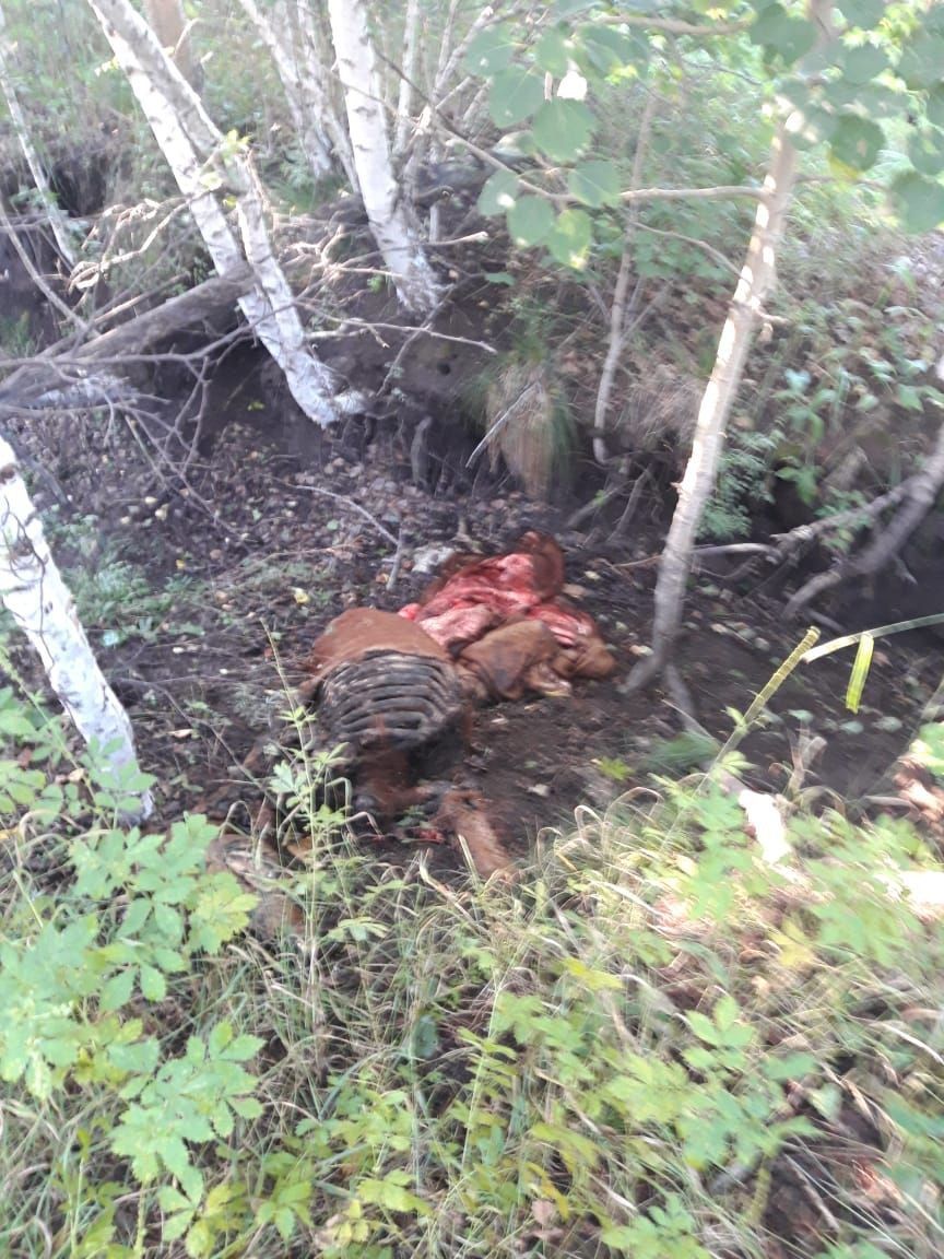 Забайкальские животноводы приманивают волков 