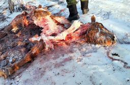 Волки загрызли лошадей на речке в селе Закаме...