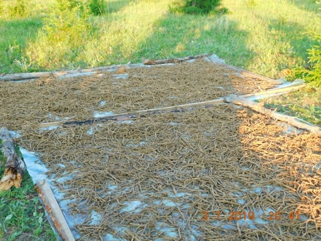 «Черные копатели» дикоросов из Бурятии заплатят штраф полмиллиона рублей в казну Забайкалья