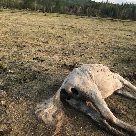 В Забайкалье медведь задрал косячного коня