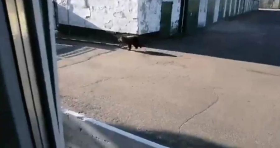 Медведь вышел к людям в районе Песчанки