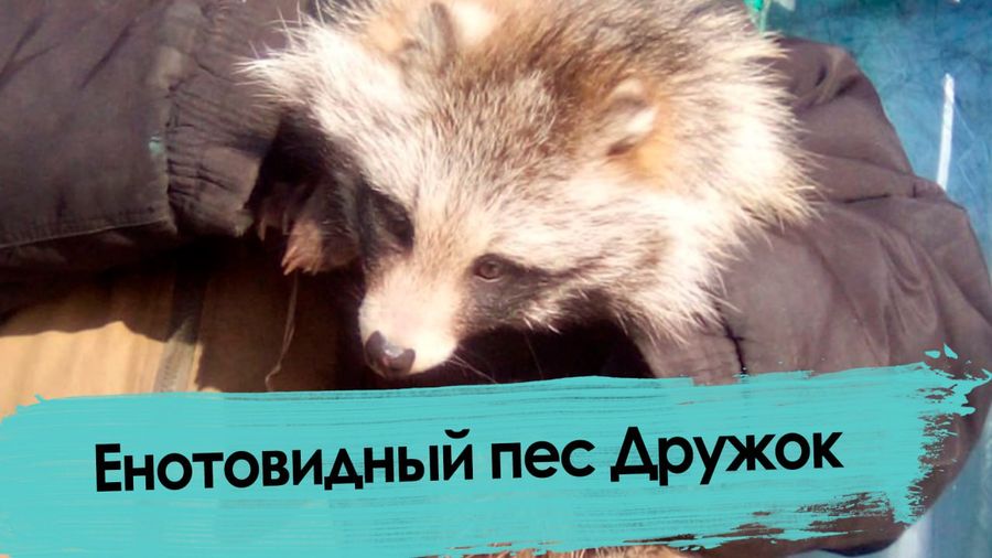 Дикую енотовидную собаку обнаружил на прошлой неделе у себя под забором читатель «Вечорки»